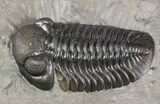 Prone Eldredgeops (Phacops) Trilobite - New York #54998-3